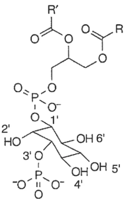 figure 1-14. Structure chimique d’un dérivé phosphorylé du phosphatidylinositol, le phosphatidylinositol 3-phosphate.