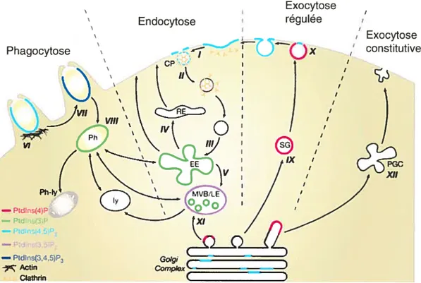 Figure 1-15. Site de production des divers phosphoinositides et leur implication dans le transport vésiculaire.
