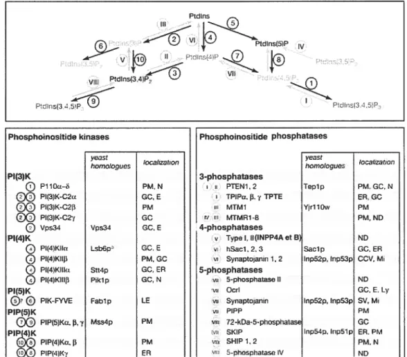 figure 1-16. Kinases et phosphatases impliquées dans la synthèse et la dégradation des phosphoinositides.
