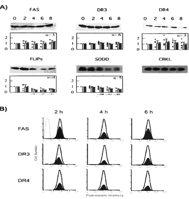 Figure 4: Cinétique dexpression de Fas, DR3, DR4, FLIPs et SODD chez les cellules FIL-60 traitées à l’étoposide