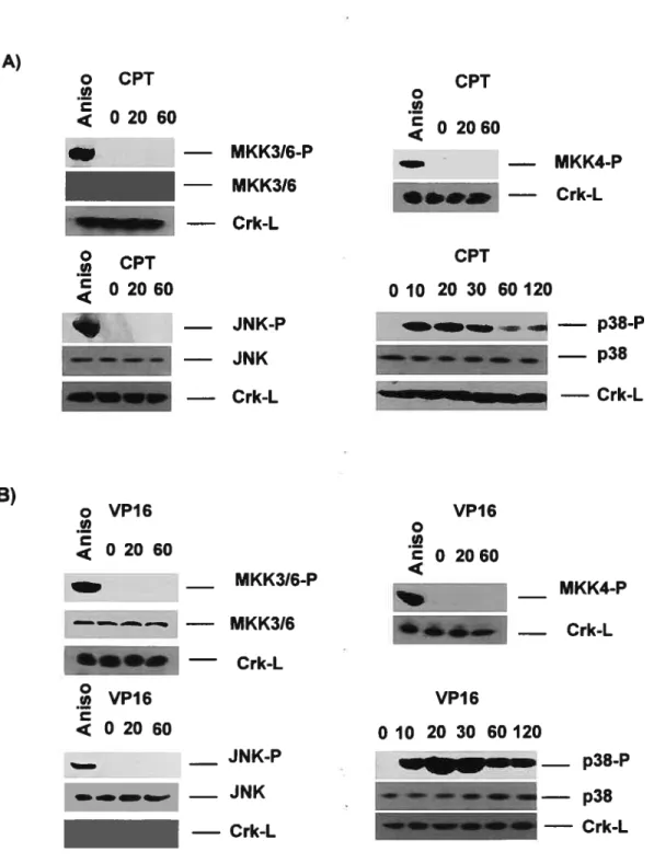 Figure 8: Cinétique d’activation des kinases MKK3, MKK4, JNK et p38 chez les cellules HL-60 traitées à la camptothécine ou à tétoposide