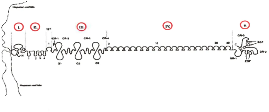 figure 2. Représentation schématique de la structure du protéoglycan perlécan adapté de Kallunki et aï