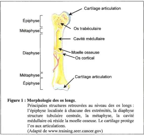 Figure 1 Morphologie des os longs.