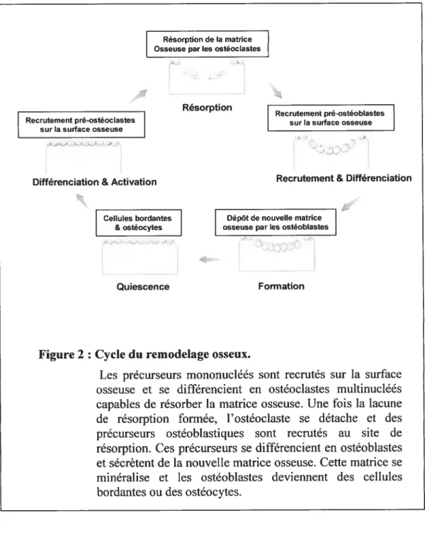 figure 2 Cycle du remodelage osseux.