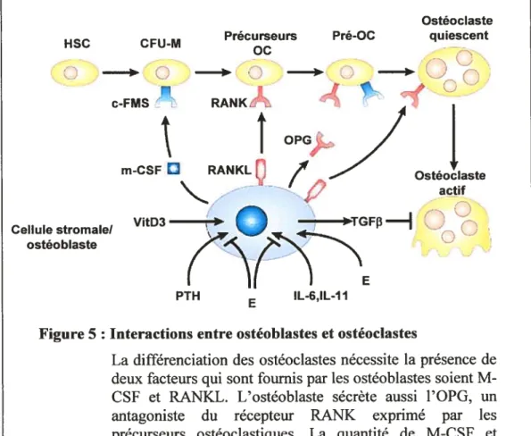 Figure 5 : Interactions entre ostéoblastes et ostéoclastes