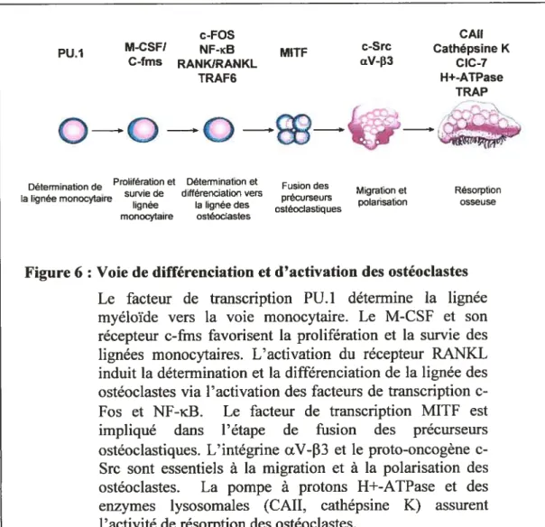 Figure 6 : Voie de différenciation et d’activation des ostéoclastes Le facteur de transcription PU