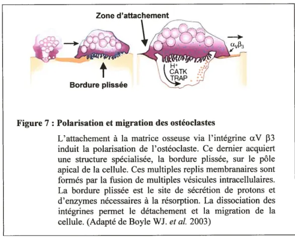 Figure 7 : Polarisation et migration des ostéoclastes