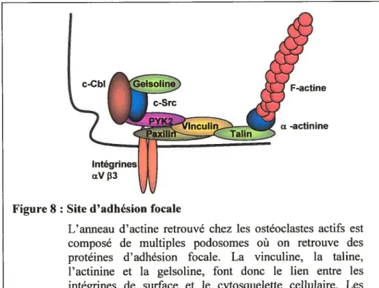 Figure 8: Site d’adhésion focale