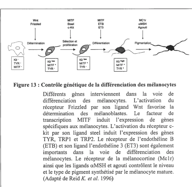 Figure 13 : Contrôle génétique de la différenciation des mélanocytes Différents gènes interviennent dans la voie de différenciation des mélanocytes