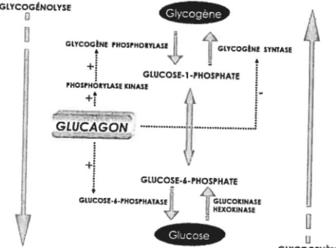 Figure 1: Régulation du métabolisme du glycogène