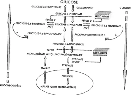 figure 2 : Régulation du métabolisme hépatique du glucose par le glucagon. fBPase