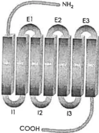 Figure 3 Récepteur à sept domaines transmembranaires. NI-L: