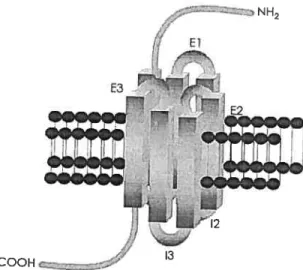 figure 4: Changement de la configuration du récepteur au glucagon