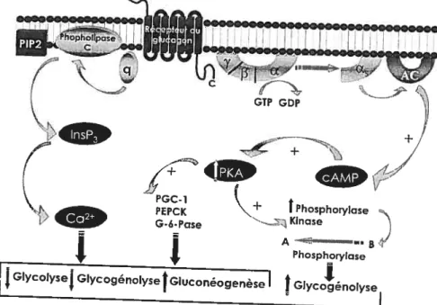 Figure 5: Schématisation de la voie de signalistion moléculaire du glucagon.