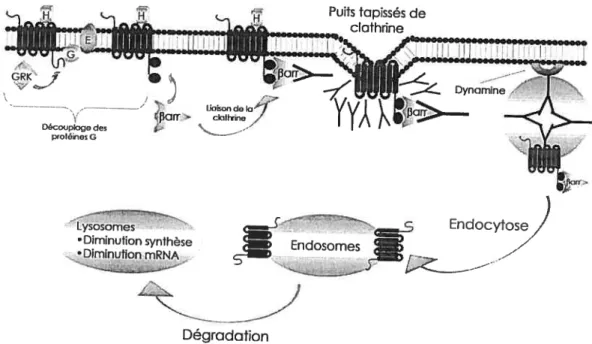 Figure 6 : Représentation de la désensibilisation des récepteurs aux protéines G suite à son activation