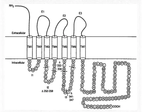 Figure 2. Le récepteur du glucagon et ses 7 domaines transmembranaires. Tirée de The Rockefeller University, Laboratory ofMolecular Bio logy and