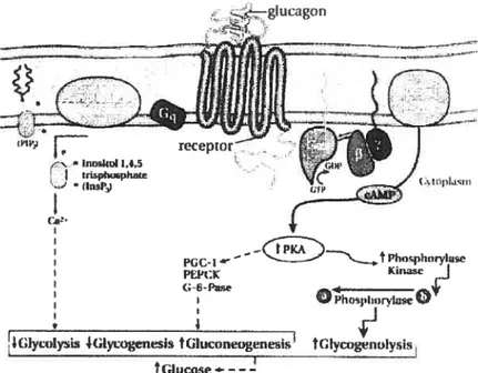 Figure 3. Sommaire des mécanismes d’action du glucagon dans l’augmentation de la PHG.