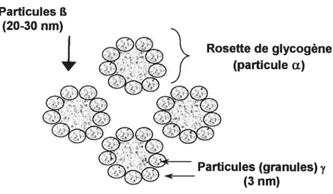 Figure 8. Rosette de glycogène avec particules Œ, f3 et y.