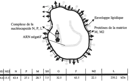Figure 2 Schéma de la structure du VRS et de son génome représentant la localisation et la taille des 10 cadres ouverts de lecture et leur taille.