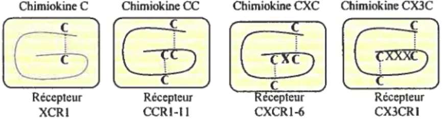 Figure 6: Schéma de classification des chimiokines et leurs récepteurs.