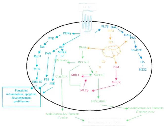 Figure 8 Modèle d’activation de récepteurs de chimïokine CCR3 et transduction du signal au niveau de t’éosinophile.