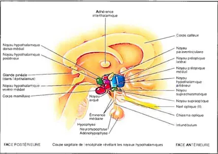 Figure 1. Coupe sagittale de l’encéphale: localisation de l’hypothalamus et de l’hypophyse.