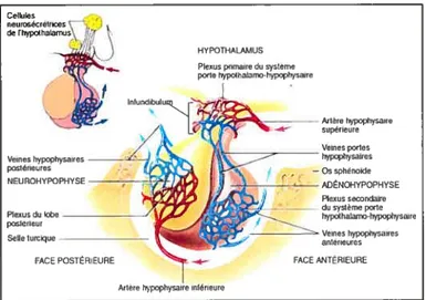 Figure 2. L’hypothalamus, l’hypophyse et leur vascularisation. (Tortora GJ. 2001)