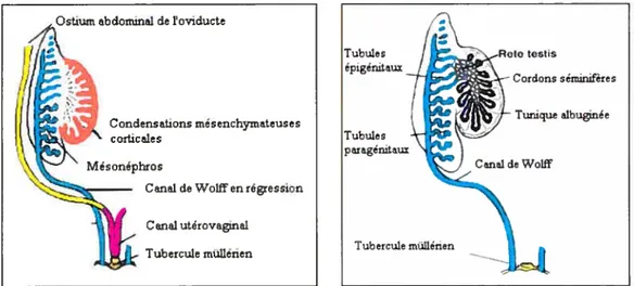 Figure 4. Différenciation des organes génitaux internes féminins et masculins au 4 mois
