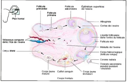 Figure 5. Histologie de l’ovaire. (Tortora GJ. 2001)