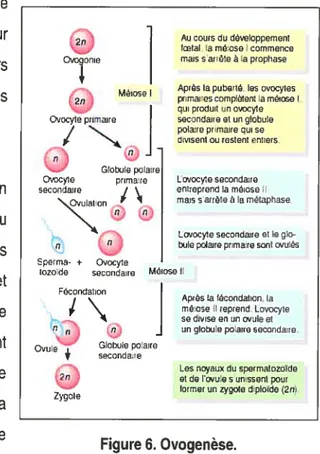 Figure 6. Ovogenèse.