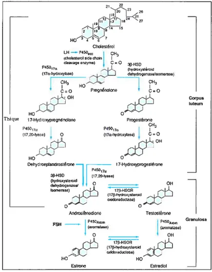 Figure 7. Steroidogenese ovarienne.