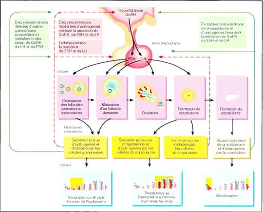 Figure 8. Résumé des interactions hormonales dans les cycles menstruel et ovarien.