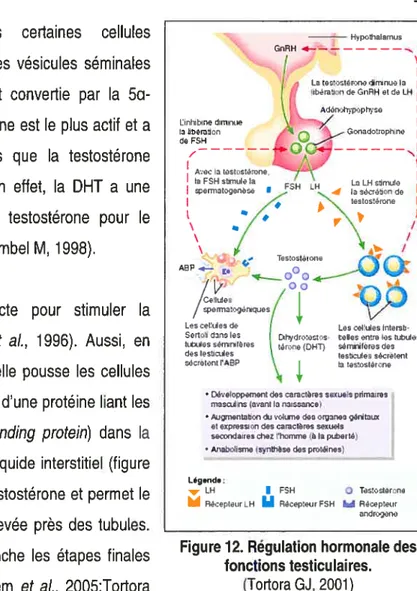 Figure 72. Régulation hormonale des fonctions testiculaires.