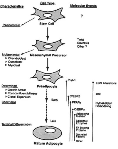 Figure 3. Le développement des adipocytes. La différenciation des adipocytes est un long processus faisant intervenir plusieurs gènes clés et des changements morphologiques importants (section 3) (142).