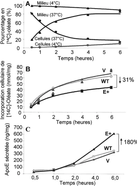 Figure 13. Incorporation d’acides gras réduite chez les cellules HepG2