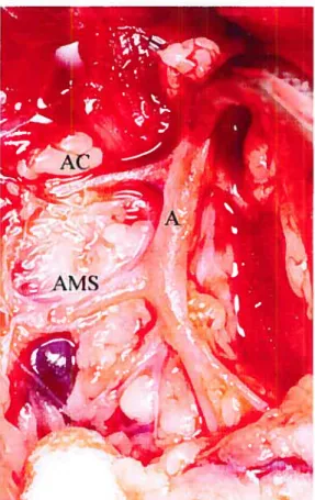 Figure 3. Dissection des vaisseaux mésentériques . A, aorte,