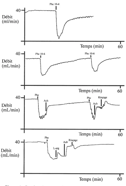 Figure 6. Courbes de contraction-relaxation des expériences initiales. a) contraction avec phényléphrine 10-4