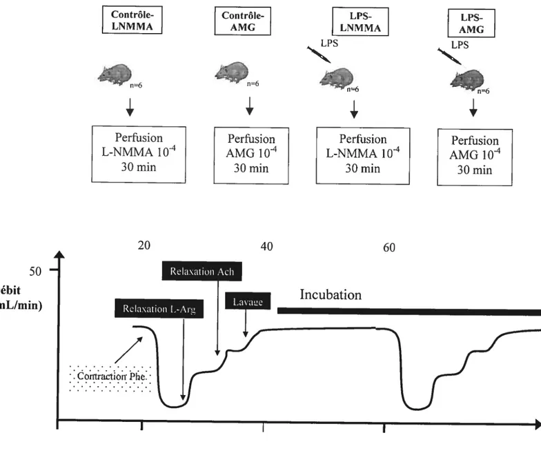 Figure 9. Protocole expérimental de traitement ex vivo: contrôle-LNMMA, contrôle-AMG, LPS-LNMMA et LPS-AMG