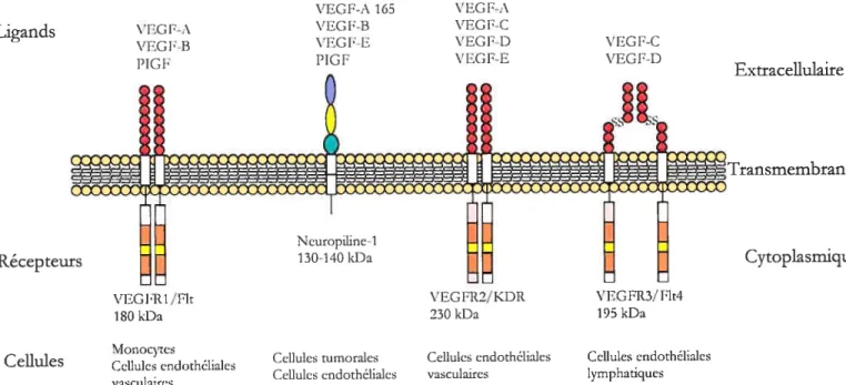 figure 6. Les différentes molécules apparentées au VEGf et leurs récepteurs. Figure modifiée à partir de Zachari, I 2001.