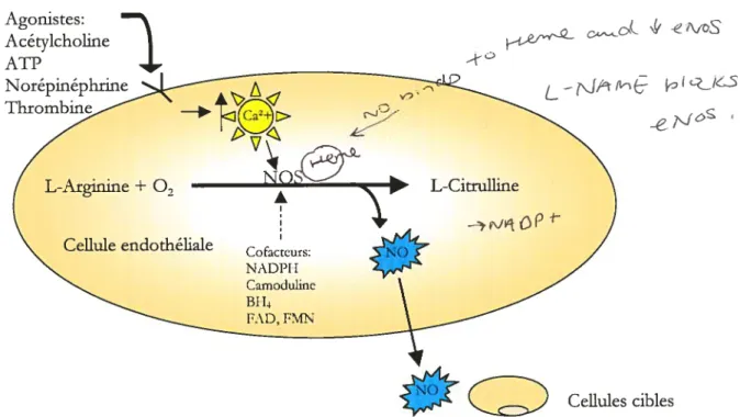 Figure 10. Représentation de la synthèse du NO. NOS, synthase du monoxyde d’azote, Ca2, Calcium, 02, oxygène, 3H4, tétrahydrobioptérine (3H4), FAD, flavine-adénine