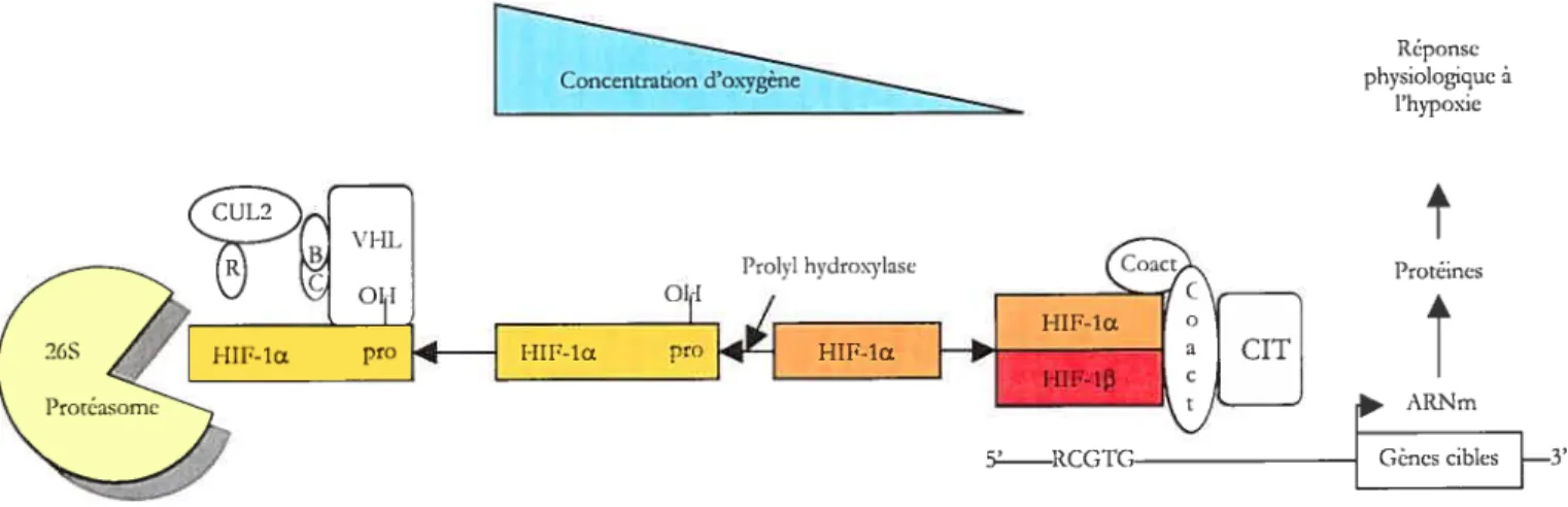 Figure 12. Régulation de l’expression de HIF-lu par l’oxygène. Les concentrations d’oxygène déterminent la fréquence à laquelle HIF-la est sujet à l’hydroxylation par les prolyl hydroxylases