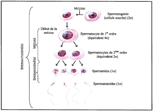figure 3: Schéma de la spermatogenèse chez l’humain (Tiré de Fox, 1996).