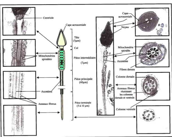 Figure 4: Schéma d’un spermatozoïde mature avec son aspect en microscopie électronique