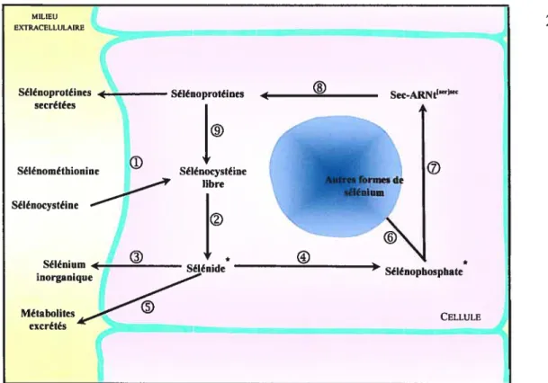 Figure 8: La régulation métabolique du sélénium (Se) (Extrait de Doull 1999).