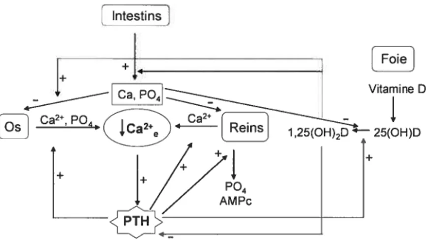 Figure 1.4 Effet de la PTH sur différents organes impliqués dans l’homéostasie calcique.