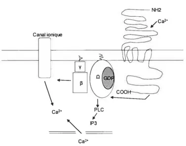 Figure 1.5 L’activation du CaR résulte en une augmentation du calcium intracellulaire.