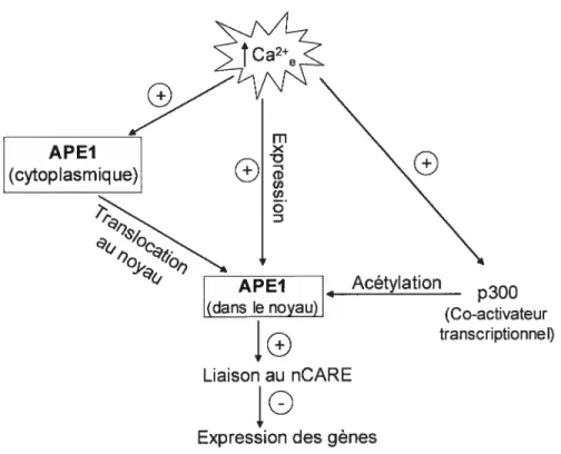 Figure 1.7 La présence de concentrations élevées de calcium extracellulaire favorise d’une part l’expression de la protéine APE1 et d’autre part sa transiocation au noyau