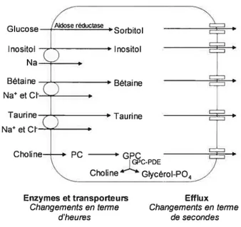 Figure 1.10 L’accumulation des osmolytes organiques en réponse à des changements de NaC1 interstitiel dépend de la transcription d’enzymes et de transporteurs et de ce fait est très lente