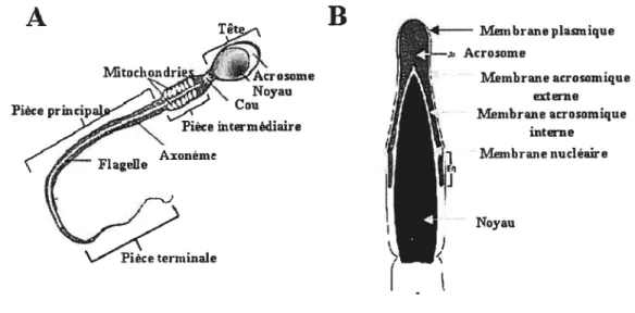 figure 1: Structure du spermatozoïde. A) Schéma d’un spermatozoïde complet. B) Schéma de la tête d’un spermatozoïde.
