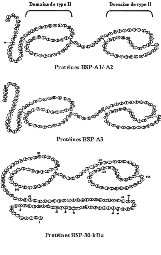 figure 3: Structure des protéines BSP. Les sites de glycosylation sont indiqués par les